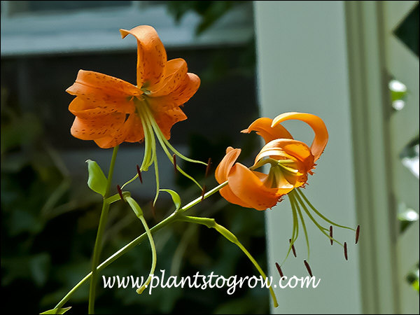 Henry's Lily  (Lilium henryi)
Tiger-lily like flowers with deeply reflexed sepals.